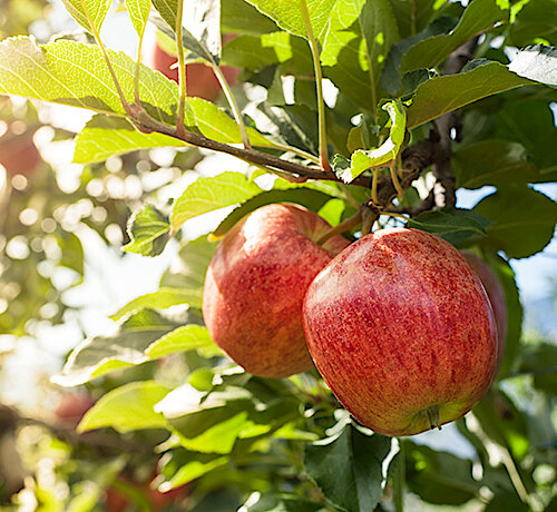  10 Jahre Stadt Puchheim – Zehn Apfelbäume für Puchheimer Gärten